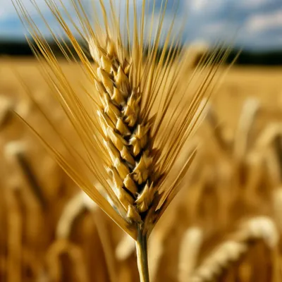 Картинки Пшеница Природа Поля колосок 1080x1920