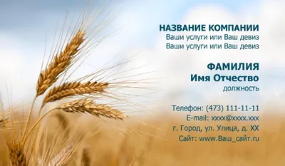 Пшеница остистая (Тритикум) (1.05грн от 50шт) золотистый натуральный цвет,  колос 3-12см, 30-40см, сухоцветы (ID#1543606585), цена: 1.21 ₴, купить на  Prom.ua