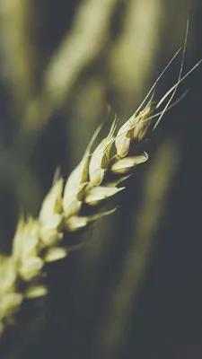 Золотая пшеница колос на белом …» — создано в Шедевруме