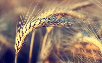 Пшеница колос, солнце, грозовые …» — создано в Шедевруме