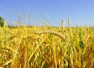 Пшеничное поле PNG , пшеница, Колос пшеницы, Солнечные условия PNG рисунок  для бесплатной загрузки
