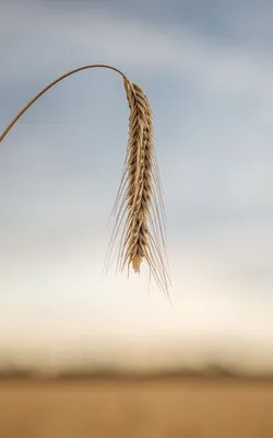 Колос пшеницы, пшеница, еда, фотография, еда Зерно png | Klipartz