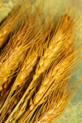 Пшеница Колос Колоски - Бесплатное фото на Pixabay - Pixabay