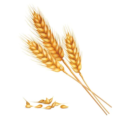 Шаблон визитки даром поле пшеница колос