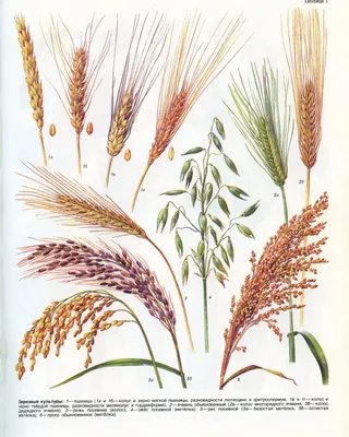 колос пшеницы на белом фоне крупным планом. полуспелый колос зерна Стоковое  Изображение - изображение насчитывающей рост, вырастите: 222848475