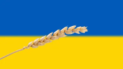 Сухой колос пшеницы, набор 50 шт, цвет жёлтый жёлтый - СМЛ3947242 - оптом  купить в Уфе по недорогой цене в интернет-магазине Стартекс