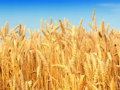 Семена озимой пшеницы Колос Миронивщины - купить в Украине▷ Яблуком