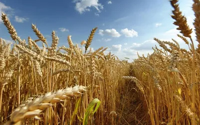 У яких регіонах найбільше вродила пшениця: дані Мінагрополітики - LANDLORD