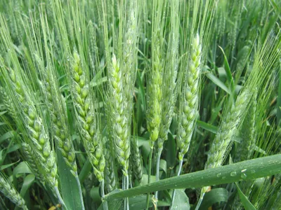 Озима пшениця – Семена озимой пшеницы