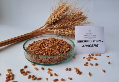КРАЄВИД (Пшениця озима) – Інститут землеробства НААН