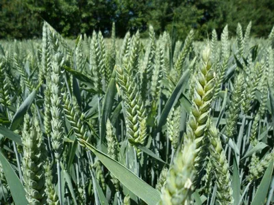Елітне насіння озимої пшениці Lembke Леммі Еліта Купити за ціною 2024 | SVG  Group