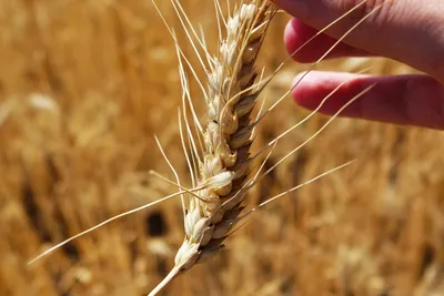 Пшениця 2022: площі, врожайність та стан посівів — Latifundist.com