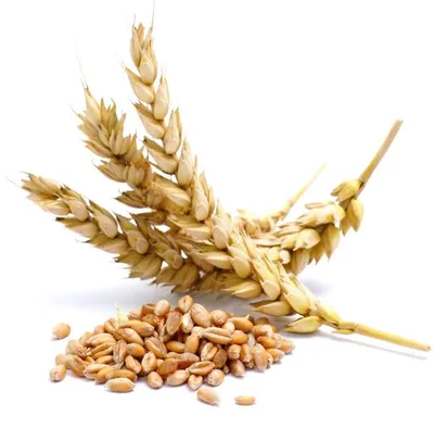 Озима пшениця Покровська (РостАгро) › Агро Ятка
