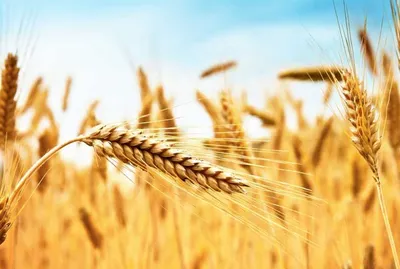 Тверда пшениця — Агробізнес сьогодні