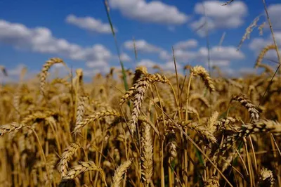 Пшениця. Ячмінь.: цена 6 грн - купить Семена на ИЗИ | Украина