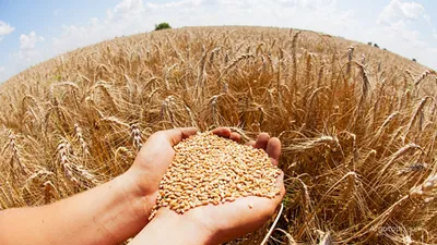 Озима пшениця: сорт як ключовий елемент урожайності — Агробізнес сьогодні