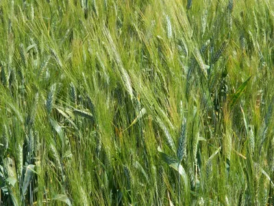 Чим відрізняється озима пшениця від ярої | ВІКНА. Новини Калуша та  Прикарпаття