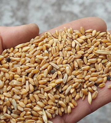 Пшениця Покровська – Купити Ціна Оригінал 100% – АгроМен