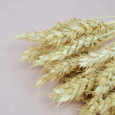 Пікнік пшениця 🤍 | Country life, Picnic, Country