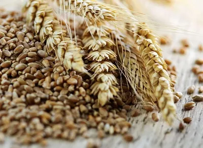 Культура пшениця дворучка. Особливості вирощування, догляд, зберігання,  обробіток грунту, захист від шкідників | ІАС \"Аграрії разом\"