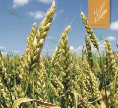 Фуражна пшениця: 5 характерних ознак та особливості такого зерна ✓  Публікація АГРОСЕПМАШ