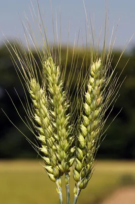 Пшениця Патрас – Купити Ціна Оригінал 100% – АгроМен