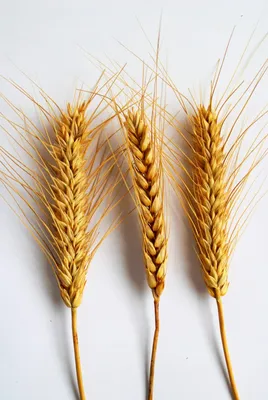 Пшениця - насіння мікрозелені купить в Украине | Microgreen.in.ua
