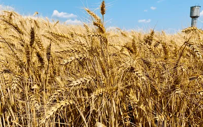 Насіння озимої пшениці Магнітка від Фермерське господарство \"Бор\"