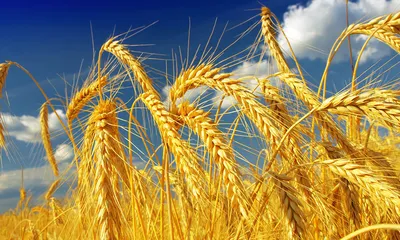 Єгипетський GASC придбав дорогу російську пшеницю, але відмовився від  дешевого українського зерна – AgroNews