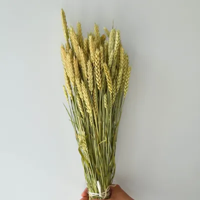 Пшениця натуральна