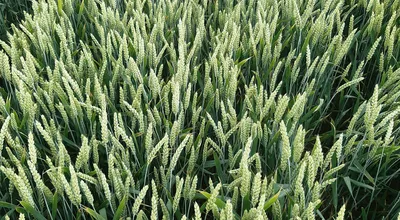 Lidea - Сорти пшениці озимої м'якої