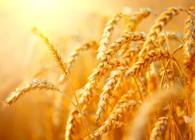 Пшениця | ADAMA Ukraine