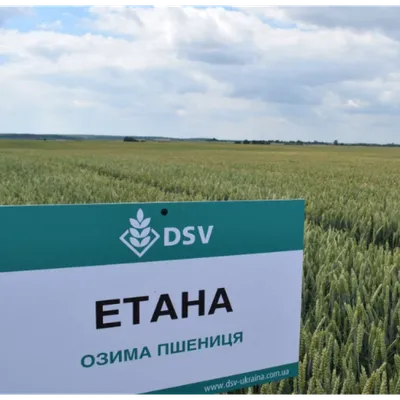 Купить семена озимой пшеницы \"Етана\" DVS по низкой цене с доставкой по  Украине