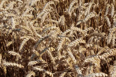 Канадська пшениця в Україні купити насіння ярі та озимї сорти на 2024 |  Агроэксперт-Трейд
