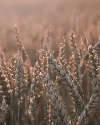 Пшениця | Plants, Garden, Dandelion