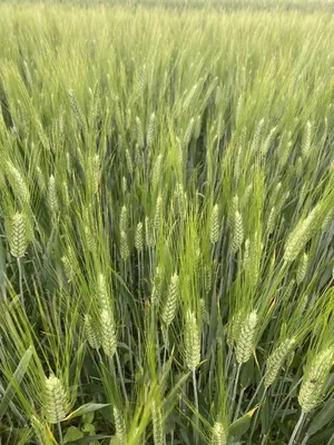 Тверда пшениця, озима спельта і олійний гарбуз для традиційного та  органічного землеробства - Saatbau Ukraine