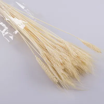 Купити Сухоцвіт натуральна пшениця (2695-1) оптом та в роздріб у магазині  декору Decorize.com.ua