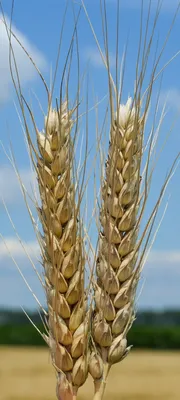 Насіння озимої пшениці Пилипівка від компанії Степова