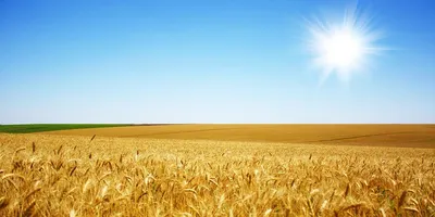 Пшениця 2 | Agrodostatok
