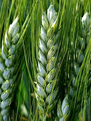 Тверді сорти пшениці: нюанси, на які слід зважати при вирощуванні