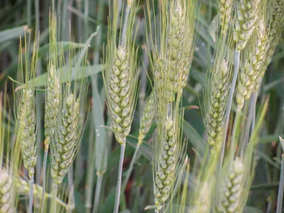 Сорт Мідас (культура пшениця озима, рослина пшениця м'яка) | ІАС \"Аграрії  разом\"