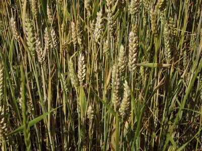 File:Пшениця поруч з очеретом.jpg - Wikimedia Commons