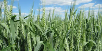 Камут: пшениця, яка ніколи не піддавалась селекції | Журнал \"АгроЕліта\"