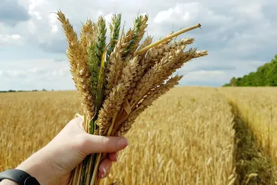 Врожай 2022: чи задовольняє пшениця потреби експортерів? — Elevatorist.com