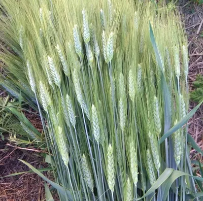 Озима пшениця 2020. Працюємо на якість та натуру - AgroONE