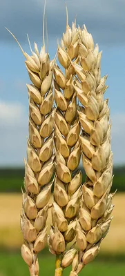 Українське насіння пшениці від Агрокорпорації «Степова» за доступними  цінами - купити найкраще насіння озимої пшениці