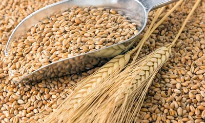 Купить Семена Микрозелени Пшениця 100г по цене 17.0грн - Zdorova Zelen