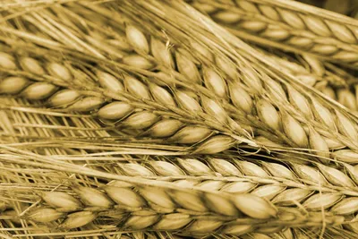 Скарби України - Пшениця – символ краси життя, щасливого... | Facebook