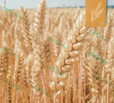 В портах України зросли закупівельні ціни на пшеницю