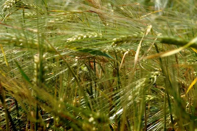 Насіння озимої пшениці: купити посівну пшеницю, ціна в Україні | Growex